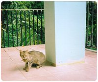 The jungle-cat at Casa Cubuy
